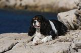 CAVALIER KING CHARLES 562